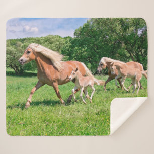 Couverture Sherpa Haflinger Horses with mignon Foals Run Funny Photo