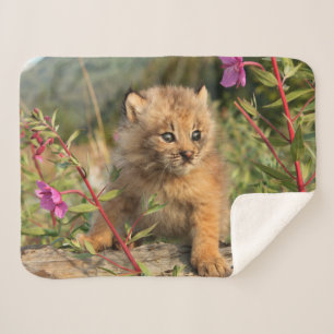 Couverture Sherpa Jeune Lynx du Canada, Alaska