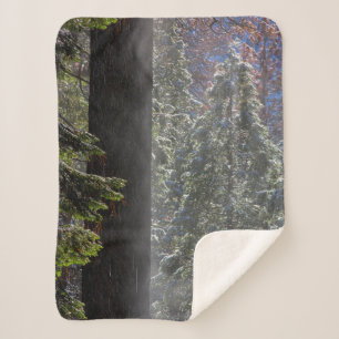 Couverture Sherpa La brume neigeuse dans la forêt