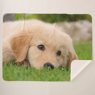 Couverture Sherpa Le chiot mignon de golden retriever rêve la photo