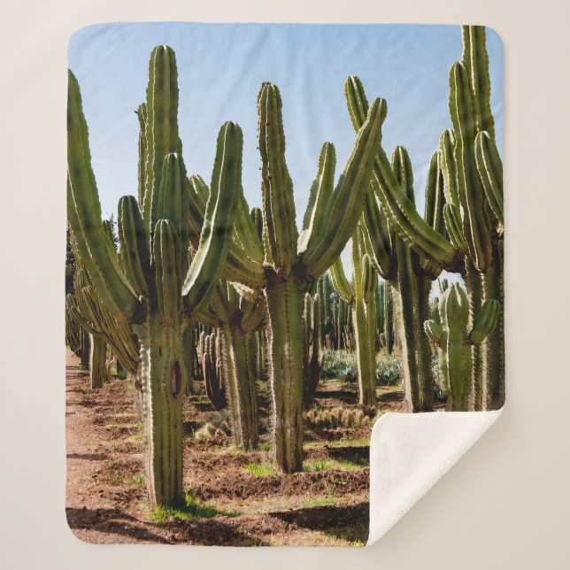 Couverture Sherpa Le jardin des cactus. De grands cactus verts et de (Devant)