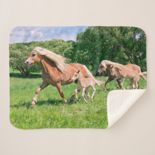 Couverture Sherpa Les chevaux de Haflinger avec les poulains mignons