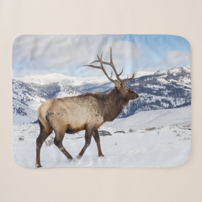 Couverture Sherpa Lone Bull Elk | Parc national de Yellowstone (Devant (Horizontal))