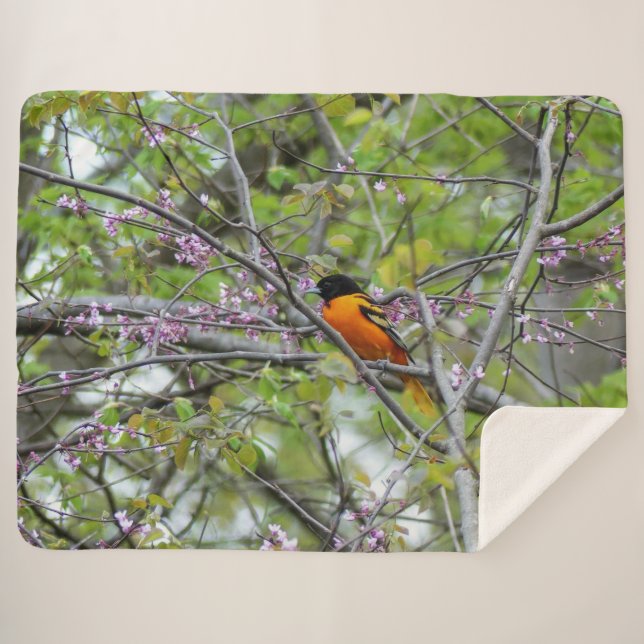 Couverture Sherpa Loriot de Baltimore (Devant (Horizontal))