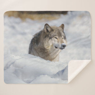 Couverture Sherpa Loup solitaire en neige