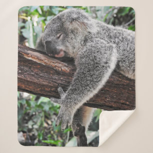 COUVERTURE SHERPA L'OURS DE KOALA DORT SUR L'ARBRE