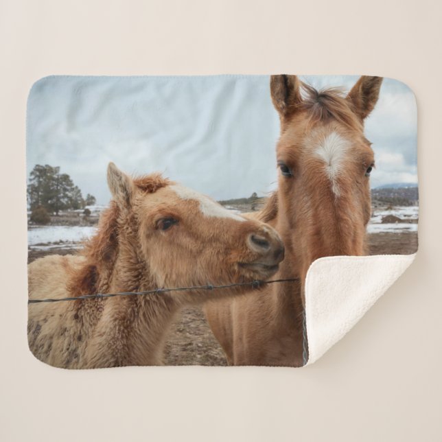 Couverture Sherpa Mère Cheval et poulain (Devant (Horizontal))