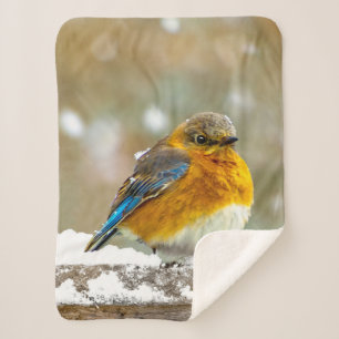 Couverture Sherpa Merlebleu de l'Est dans la Neige - Photographie Or