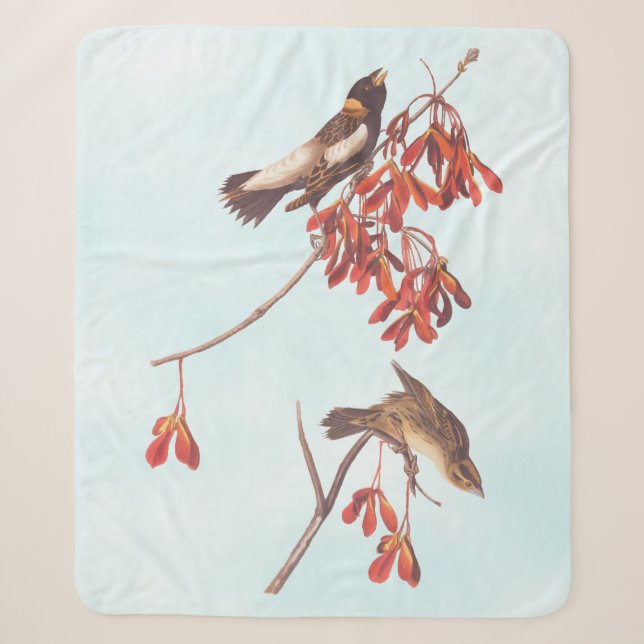 Couverture Sherpa Oiseaux de brume de riz d'Audubon ou oiseaux Bobol (Devant)