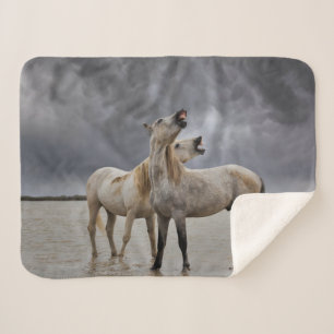 Couverture Sherpa Paire de Stallions de Cheval de Camargue, Sud de l