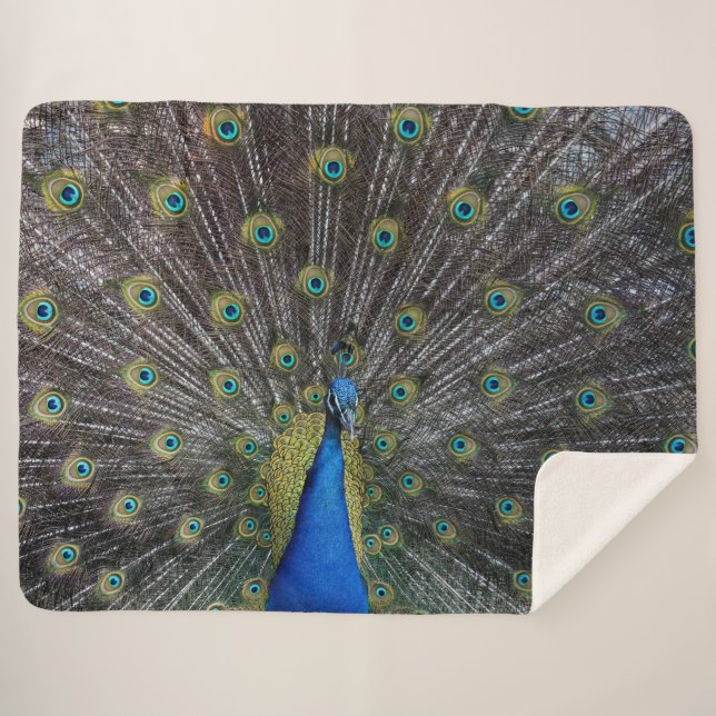 COUVERTURE SHERPA PEACOCK (Devant (Horizontal))