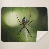 Photographie d'araignée du jardin d'or