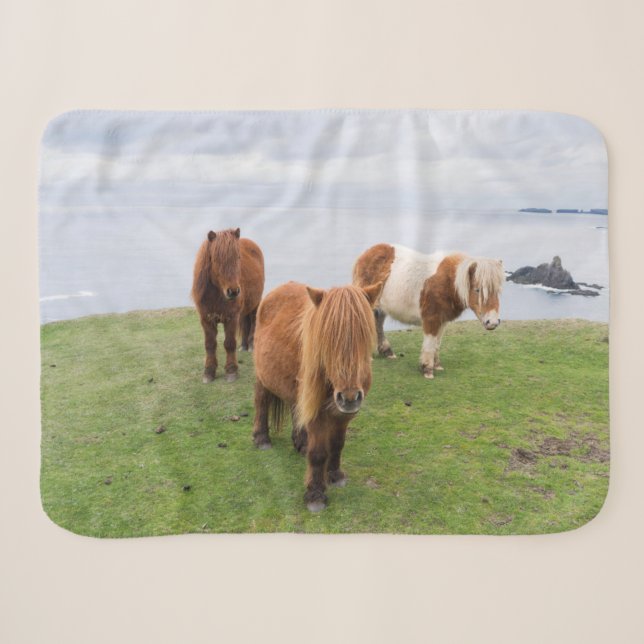 Couverture Sherpa Poney Shetland sur le pâturage près de hautes fala (Devant (Horizontal))