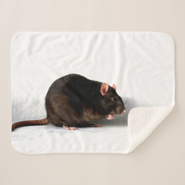 Couverture Sherpa Rat sba (Devant (Horizontal))
