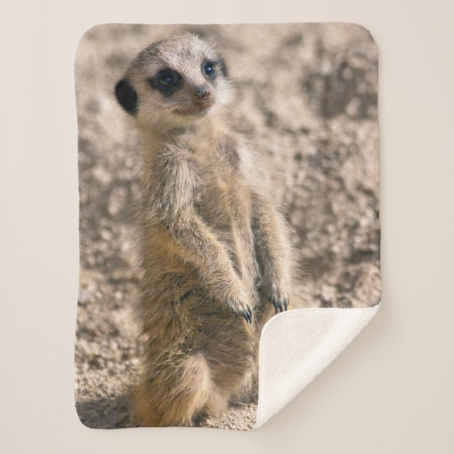Couverture Sherpa stagiaire sentinelle (Devant)