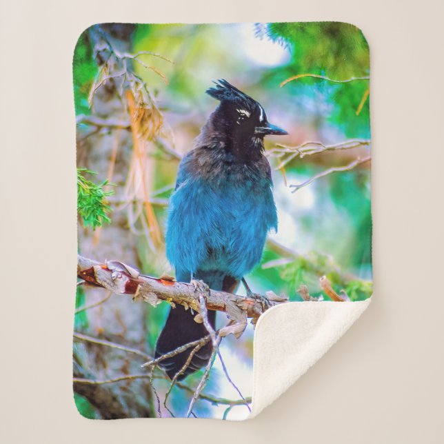 Couverture Sherpa Steller's Jay - Photographie originale (Devant)