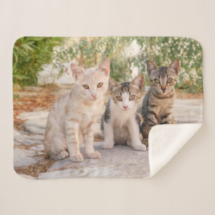 Couverture Sherpa Three young cute cat kittens sit friendly together