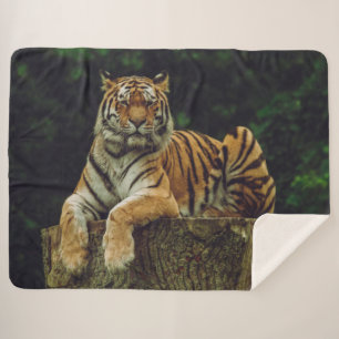 COUVERTURE SHERPA TIGER AU REPOS