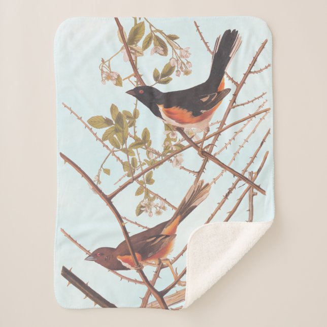 Couverture Sherpa Towee Bunting Audubon Black and Orange Song Birds (Devant)