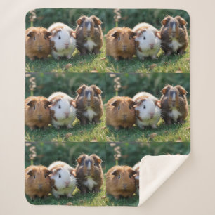 Couverture Sherpa Trois bébés cochons de Guinée,