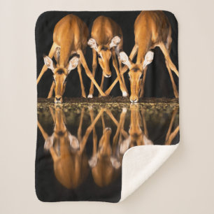 Couverture Sherpa Trois impalas boivent ensemble la nuit