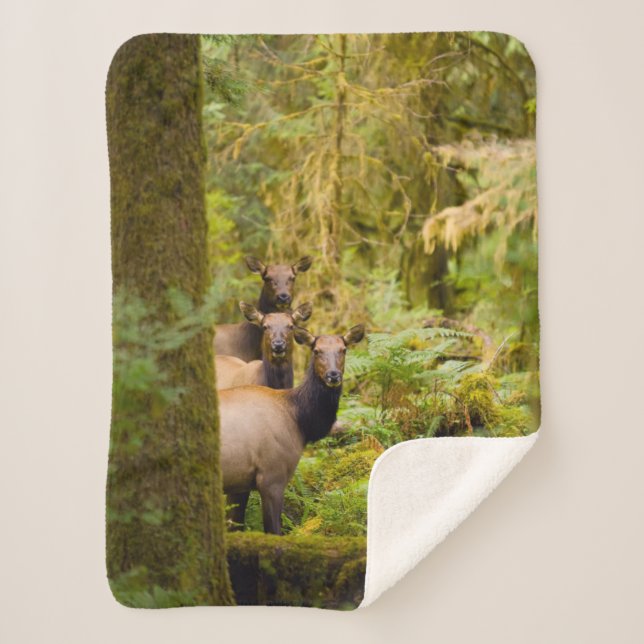 Couverture Sherpa Trois Vaches De Elk Roosevelt Regardant Vue (Devant)