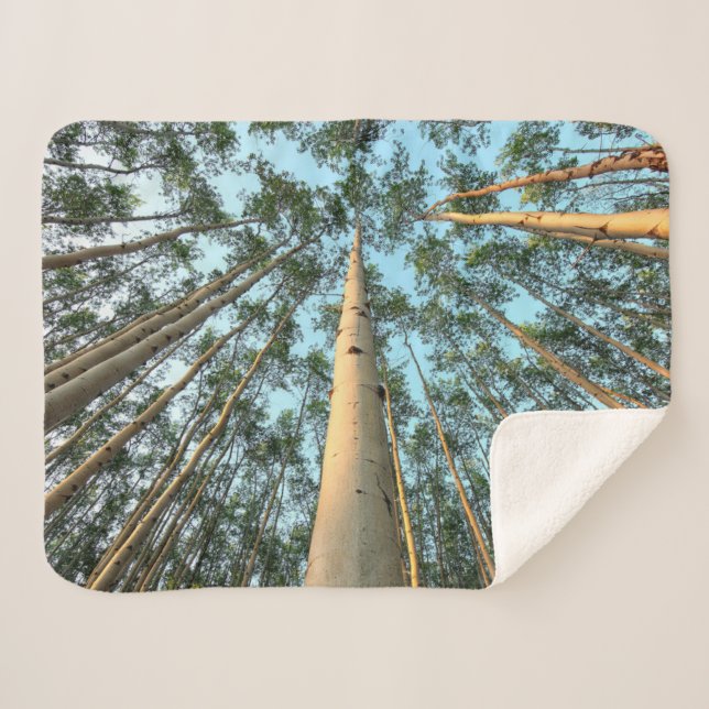 Couverture Sherpa Troncs Et Feuilles D'Aspen, Yukon (Devant (Horizontal))