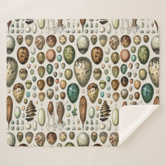 Couverture Sherpa Various kinds of Egg Scientific Illustration