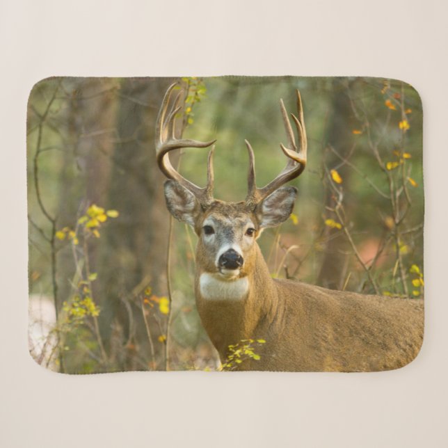 Couverture Sherpa Whitetail Deer Buck | Corégone, Montana (Devant (Horizontal))
