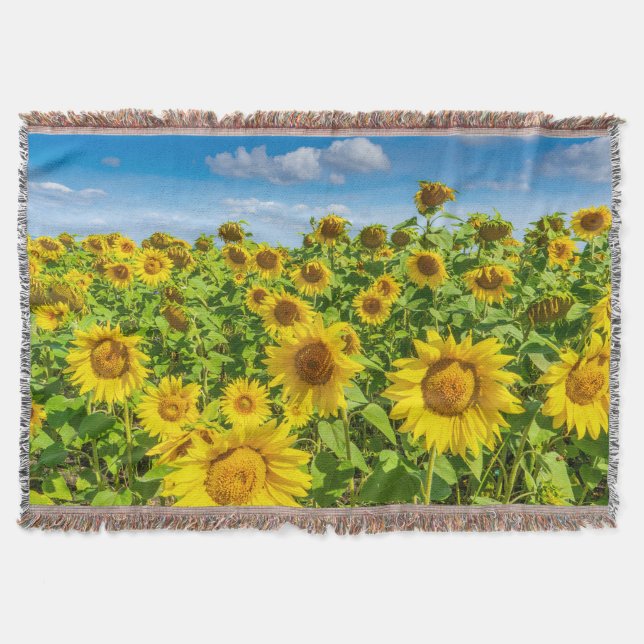 Couverture Terrain de tournesol, ensoleillé l'été. (Devant)