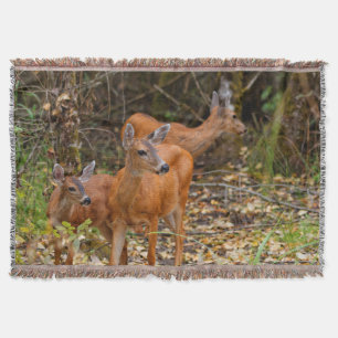 Couverture Trio superbe de cerfs de queue noire dans la forêt