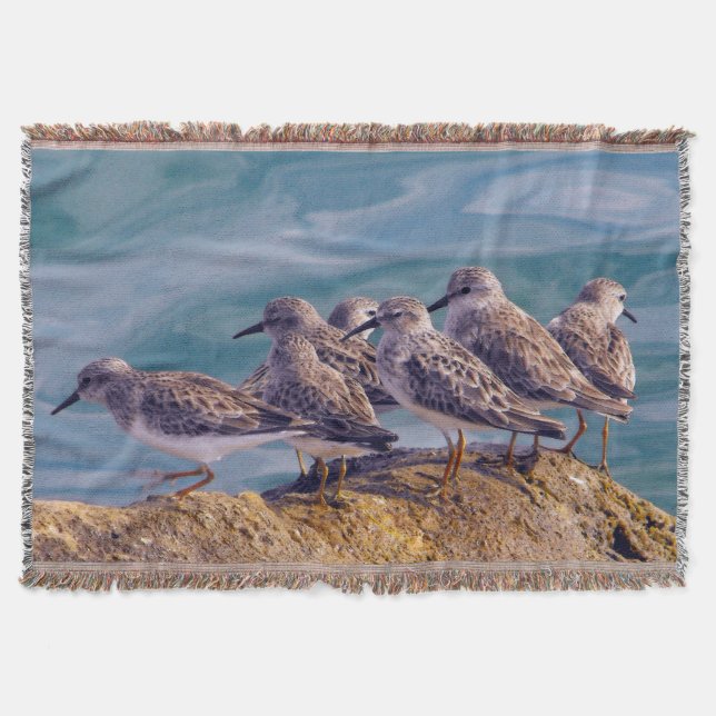 Couverture Young Ruddy Turnstones (Devant)
