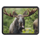 Orignaux drôles de Taureau