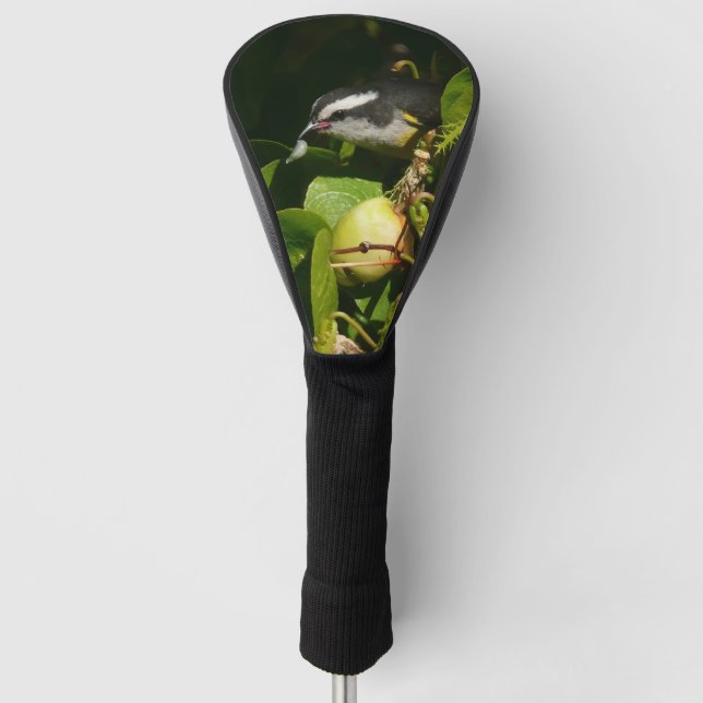 Couvre-club De Golf Bananaquit Bird Mange Photographie tropicale (Devant)
