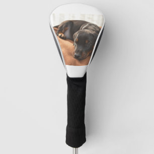 Couvre-club De Golf chiot doberman-pinscher
