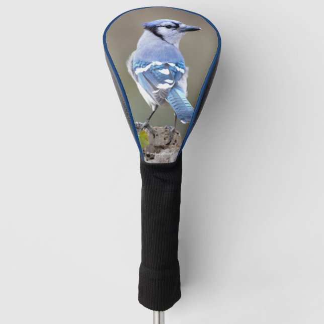 Couvre-club De Golf Cute Bleu Jay Songbird sur Treestump (Devant)