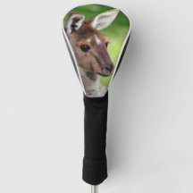 Cute Little Kangaroo