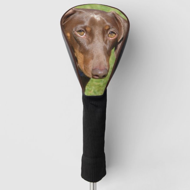 Couvre-club De Golf Dachshund (Devant)