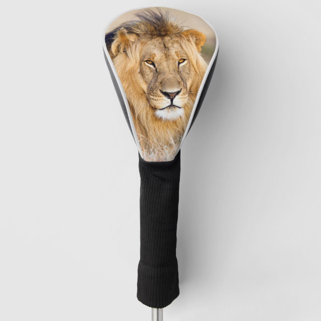 Couvre-club De Golf Lion africain majestueux photo d'animal sauvage (Devant)