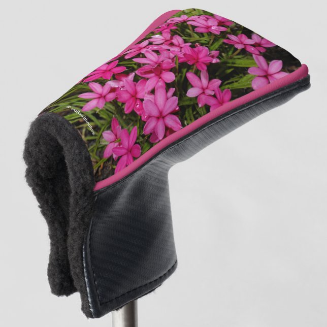 Couvre-club De Golf Rhodohypoxis / Etoile rouge / Rosy Posy (Devant 3/4)