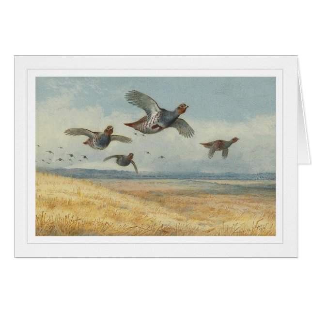 Covey de perdrix (Devant horizontal)