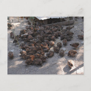 Covey of Bobwhite Quail Postcard