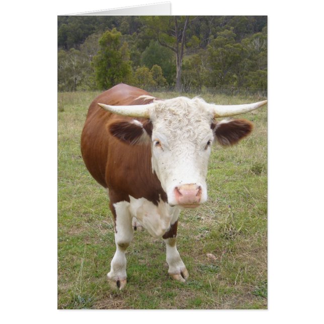 cow (Front)