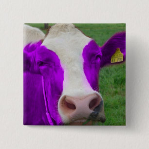 cow 2 inch square button