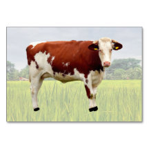 Cow ABA Tact Labelling Flashcard | Picture Card