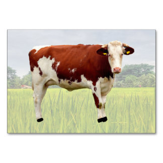 Cow ABA Tact Labelling Flashcard | Picture Card