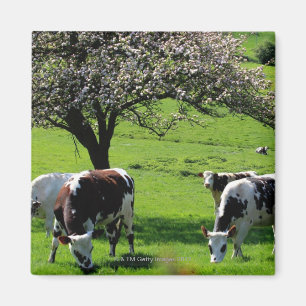Cow among blooming apple trees in Normandy Magnet