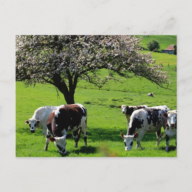 Cow among blooming apple trees in Normandy Postcard (Front)