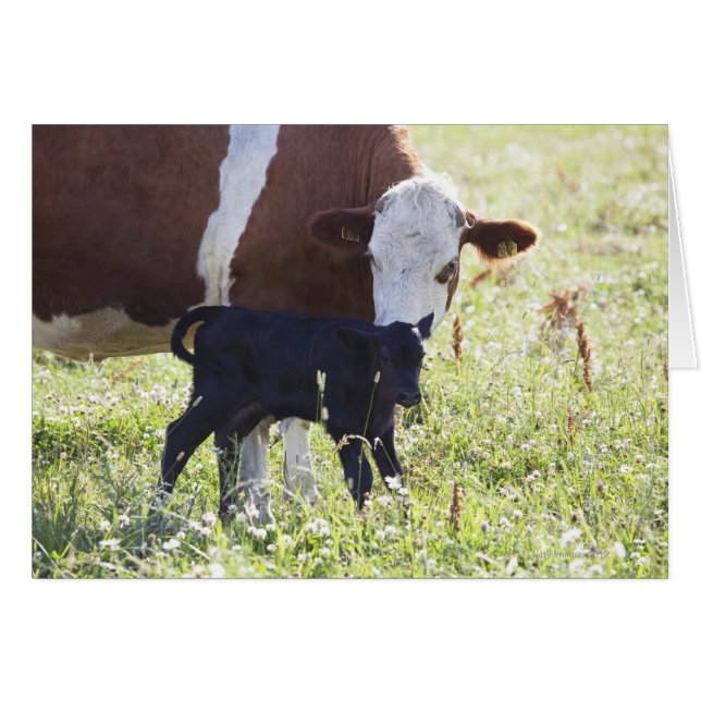 Cow and calf (Front Horizontal)