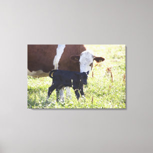 Cow and calf canvas print